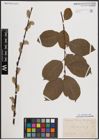 Foto von Salix caprea L.